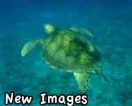 Current Images