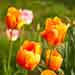 Flowers for You